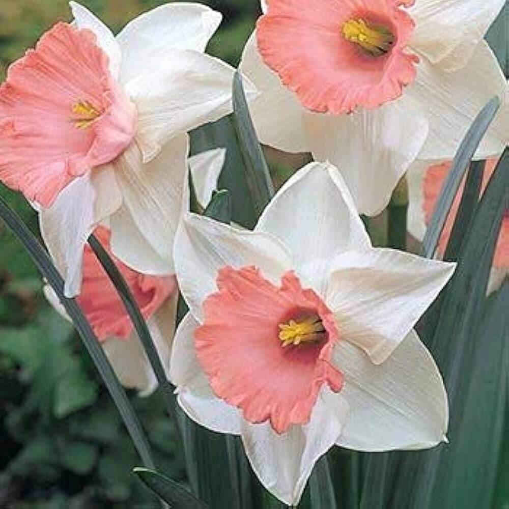 Pink White Double Narcissus Daffodil Seeds