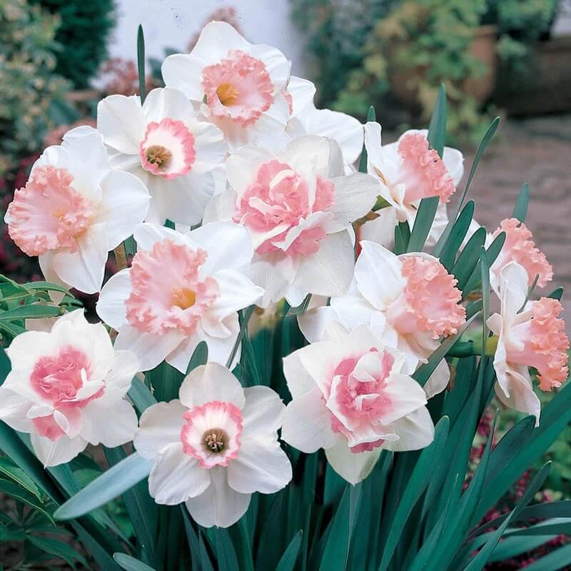 Pink White Double Narcissus Daffodil Seeds