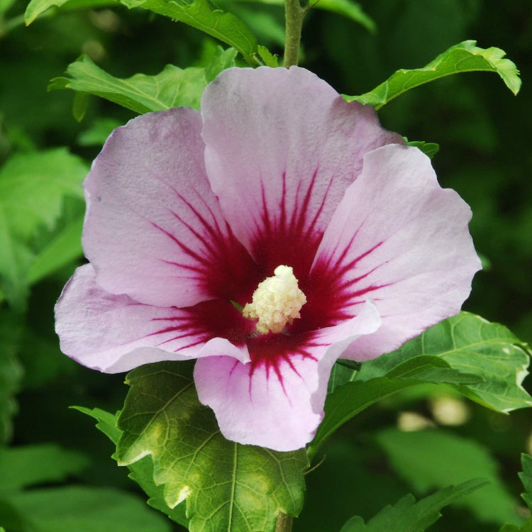 Pink White Hibiscus Seeds 