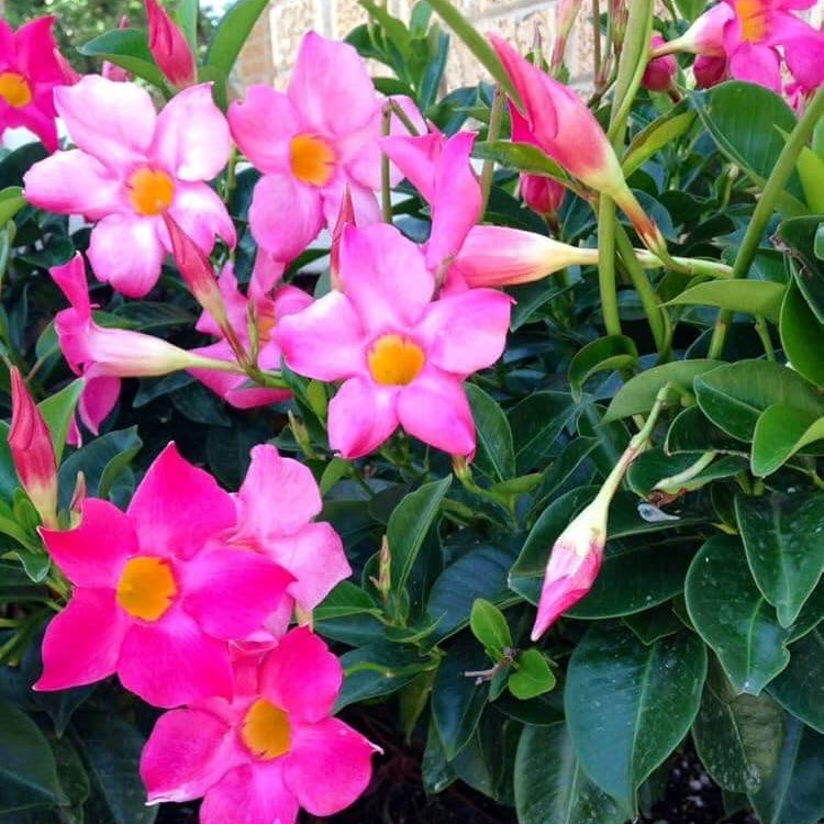 Pink White Mandevilla Seeds