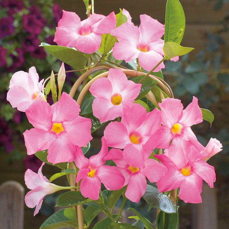 Pink White Mandevilla Seeds
