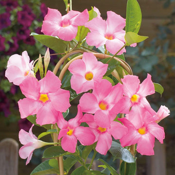 Pink White Mandevilla Seeds
