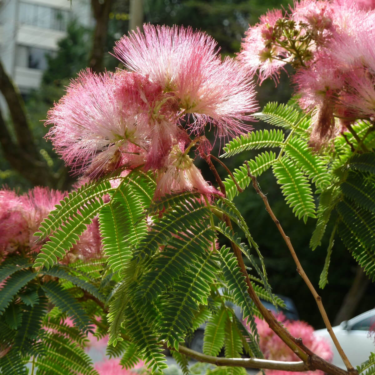 Pink White Mimosa Seeds 