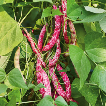 Pink & White Pinto Bean Seeds