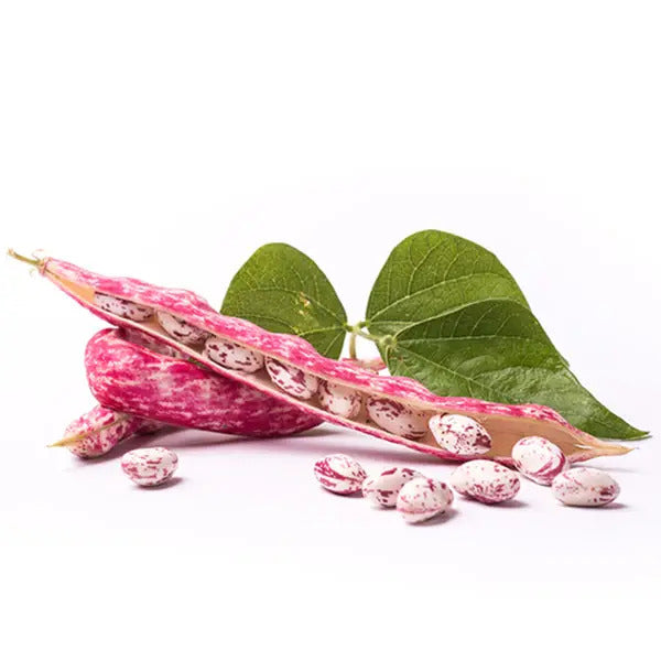 Pink & White Pinto Bean Seeds