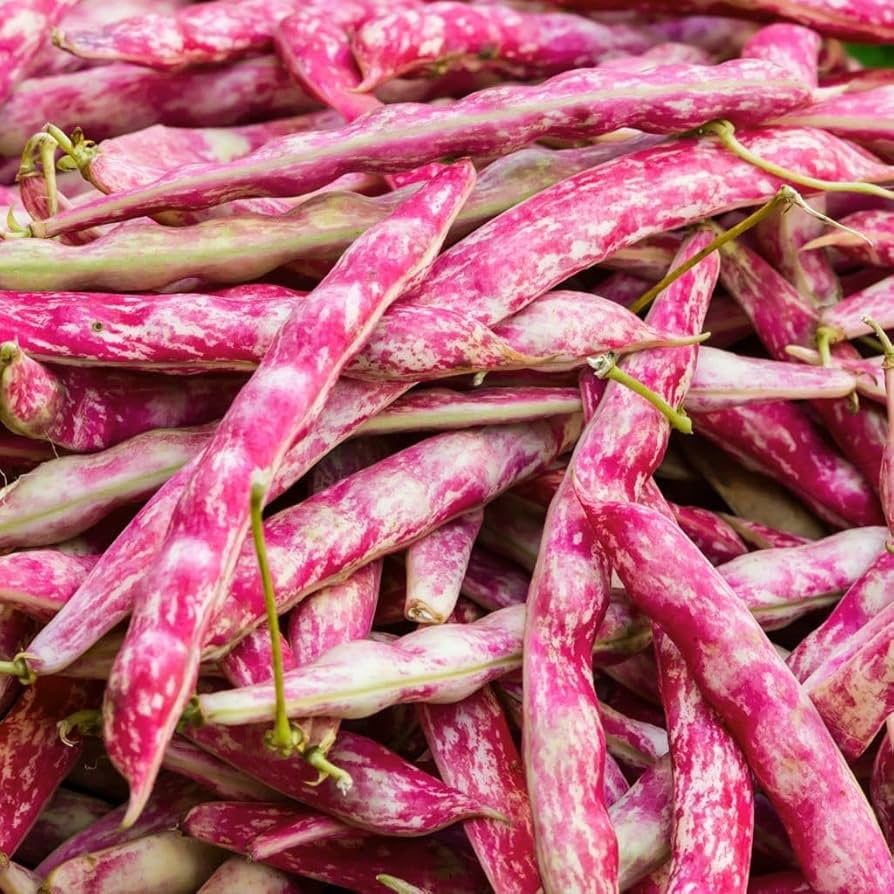 Pink & White Pinto Bean Seeds