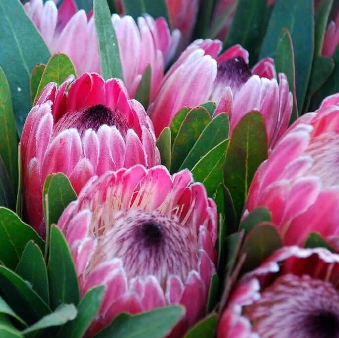 Pink White Protea Seeds