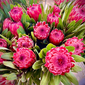 Pink White Protea Seeds