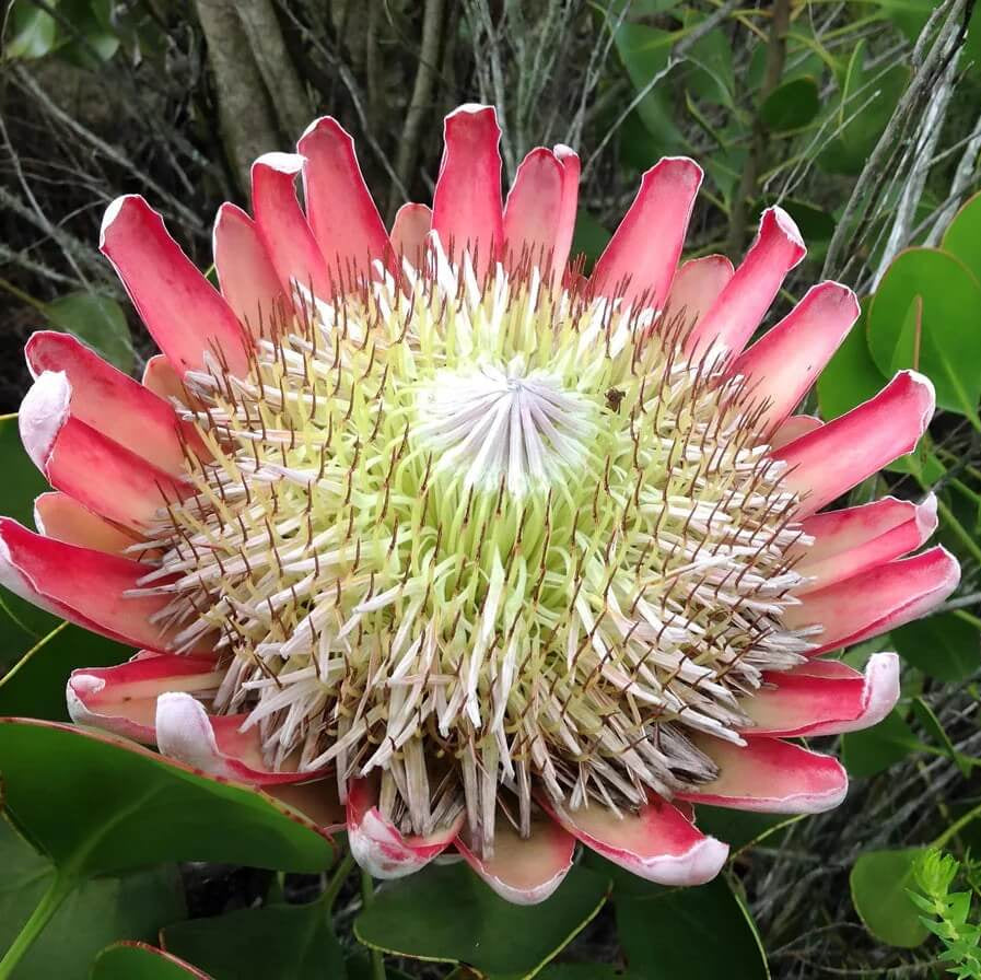 Pink White Protea Seeds