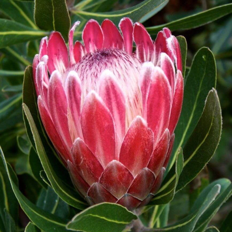 Pink White Protea Seeds