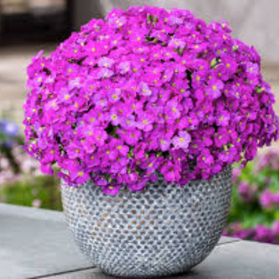 Pink & White Rock Cress Seeds
