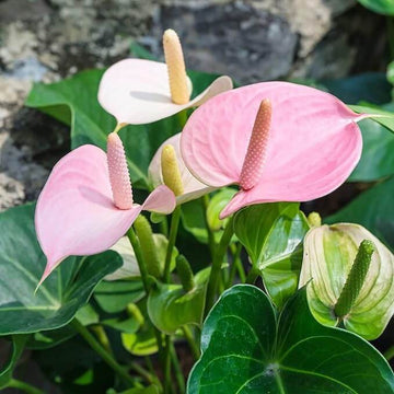 Pink White anthurium Seeds 