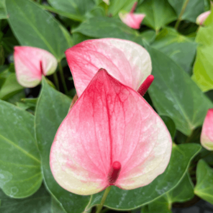 Pink White anthurium Seeds 