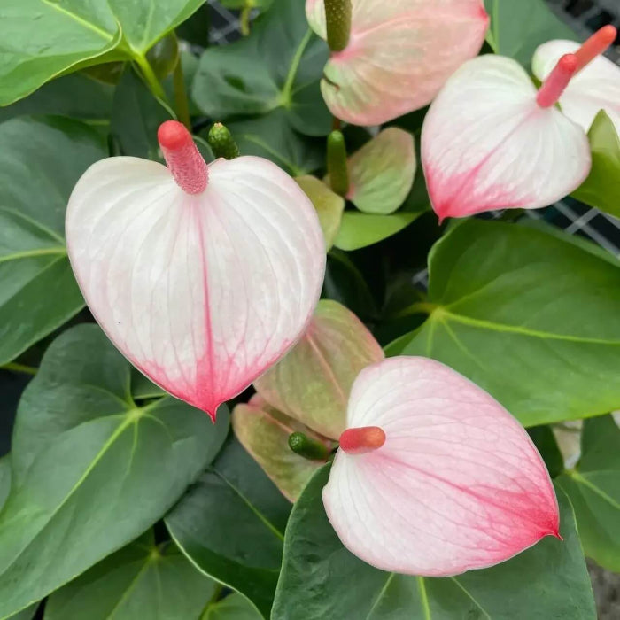 Pink White anthurium Seeds 