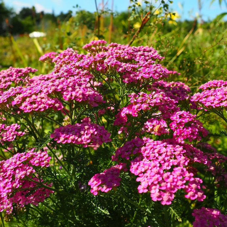 Pink Yarrow Seeds