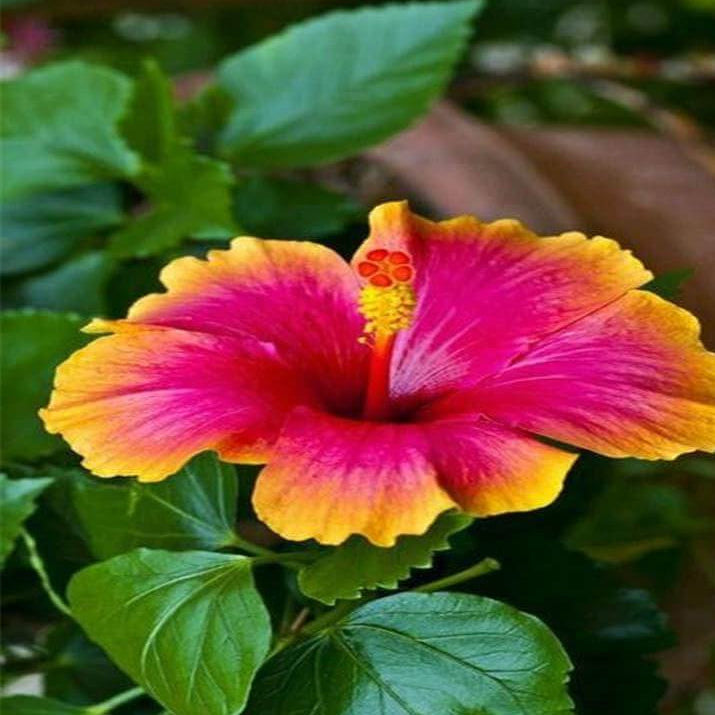 Pink Yellow Hibiscus Seeds 