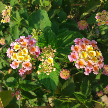 Pink Yellow Lantana Seeds - Flower Plant