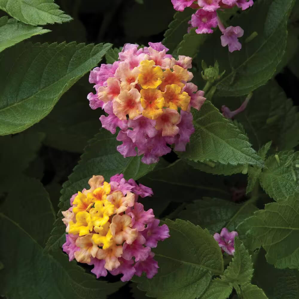 Pink Yellow Lantana Seeds - Flower Plant