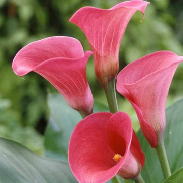 Pink Zentedeschia calla lily Seeds