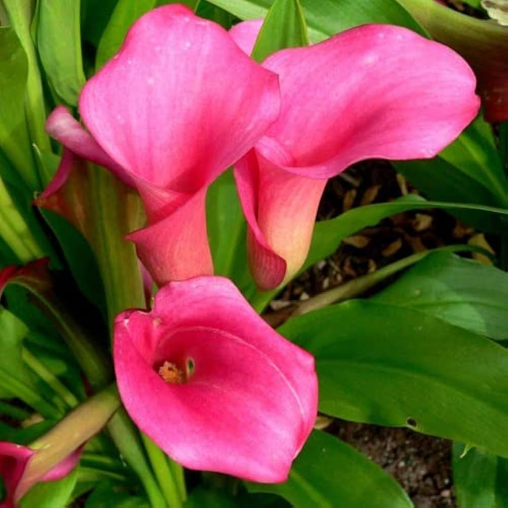 Pink Zentedeschia calla lily Seeds