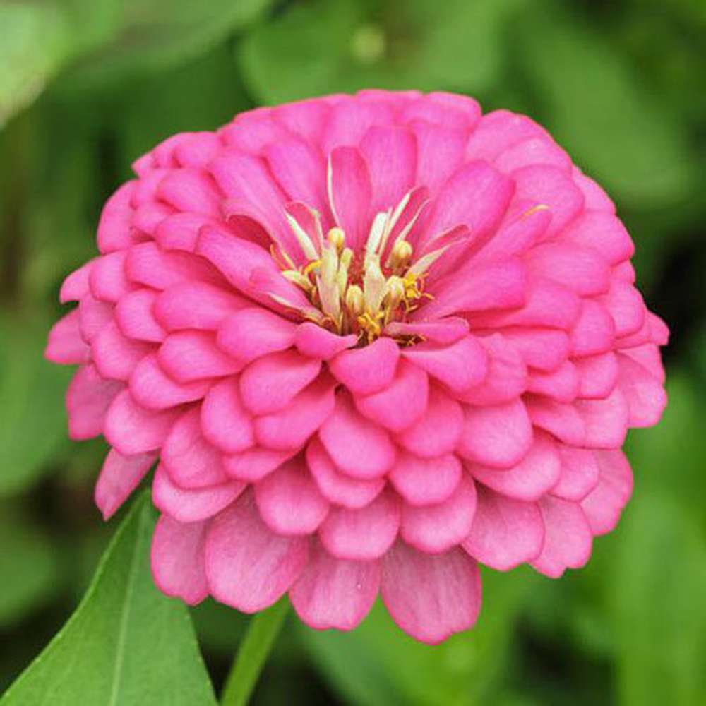 Pink Zinnia Seeds 