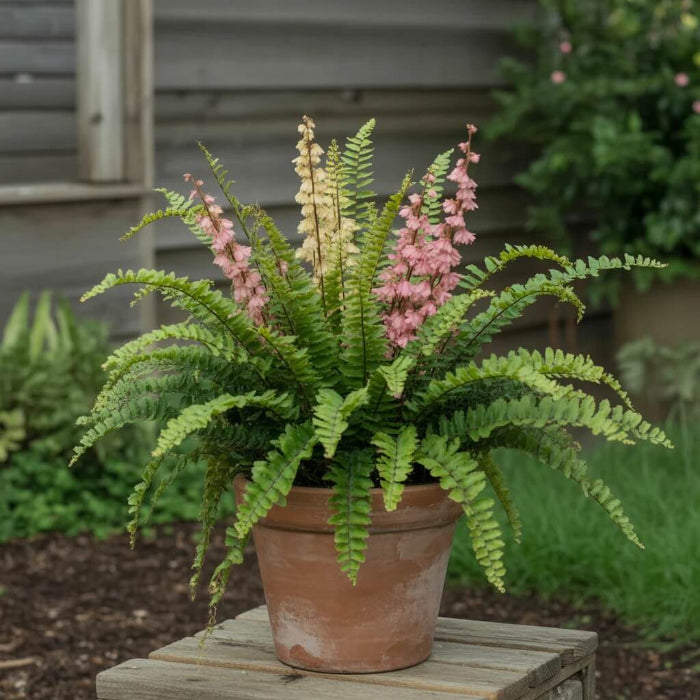 Pink and Green Fern Seeds