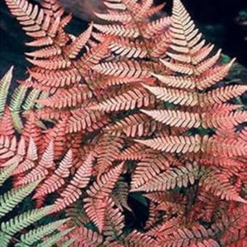 Pink and Green Fern Seeds