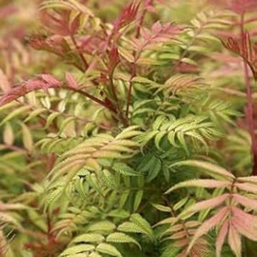 Pink and Green Fern Seeds