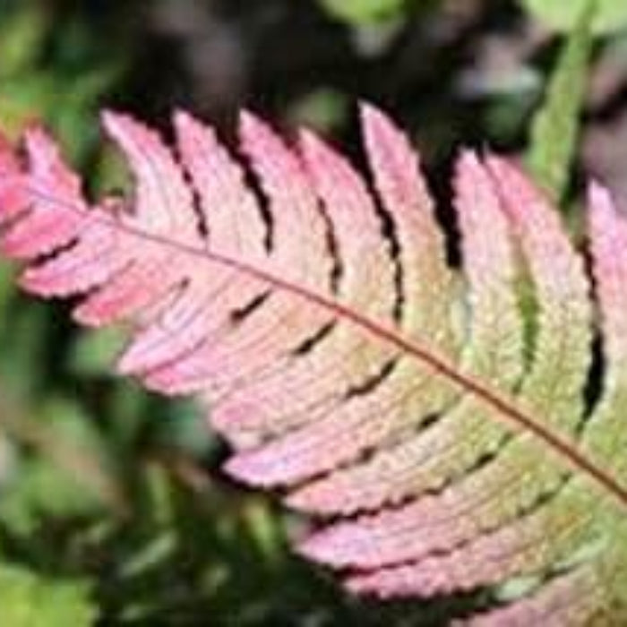 Pink and Green Fern Seeds