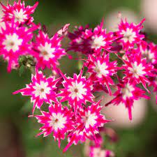 Pink and White Cutting Phlox Seeds