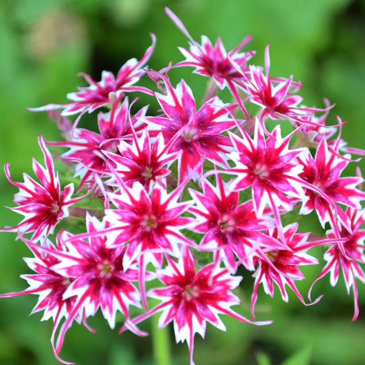 Pink and White Cutting Phlox Seeds