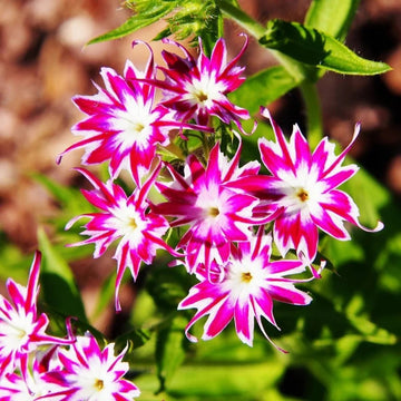 Pink and White Cutting Phlox Seeds