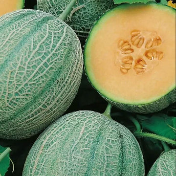 Pinonet Melon Seeds 