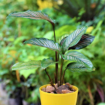 Pinstripe Plant Seeds