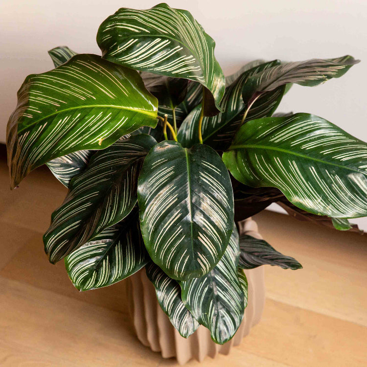 Pinstripe Plant Seeds