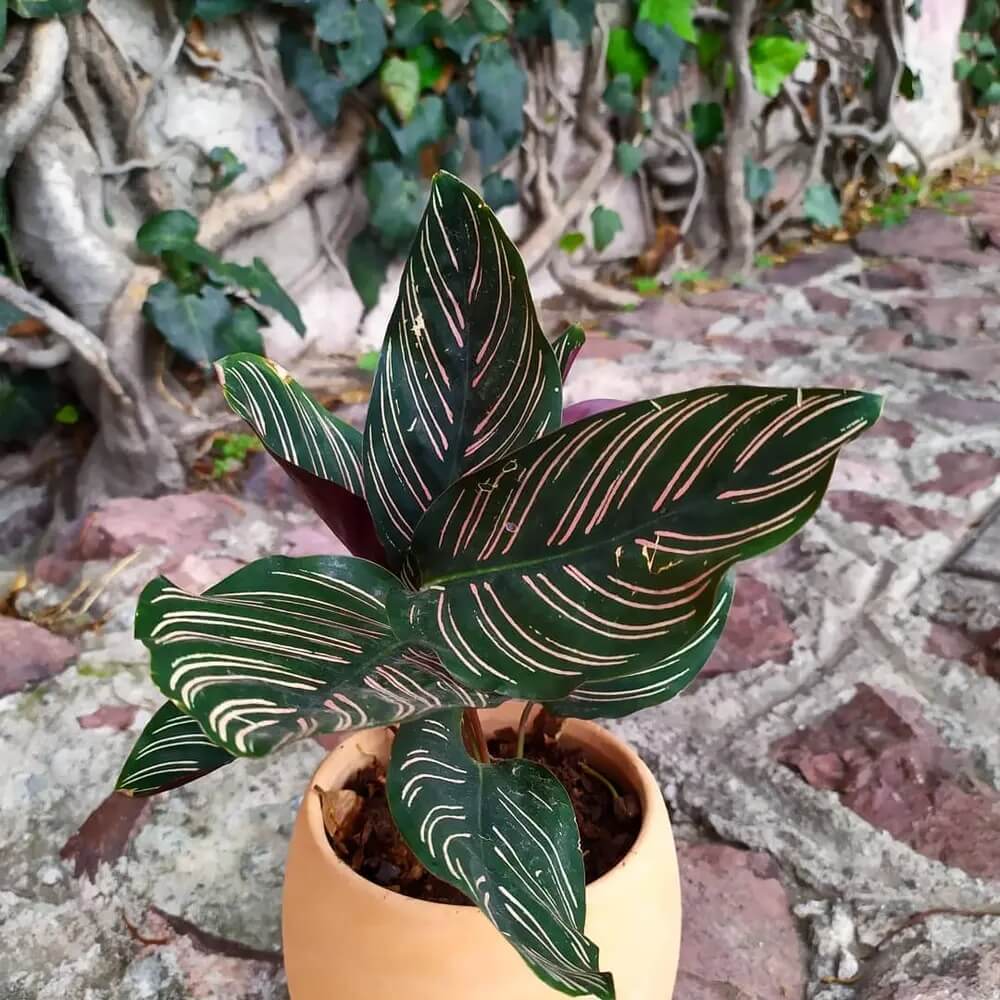 Pinstripe Plant Seeds