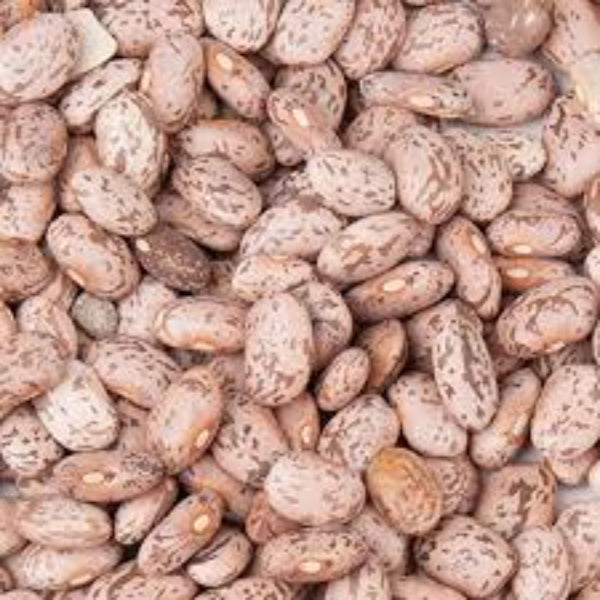 Pinto Bean Seeds