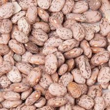 Pinto Bean Seeds