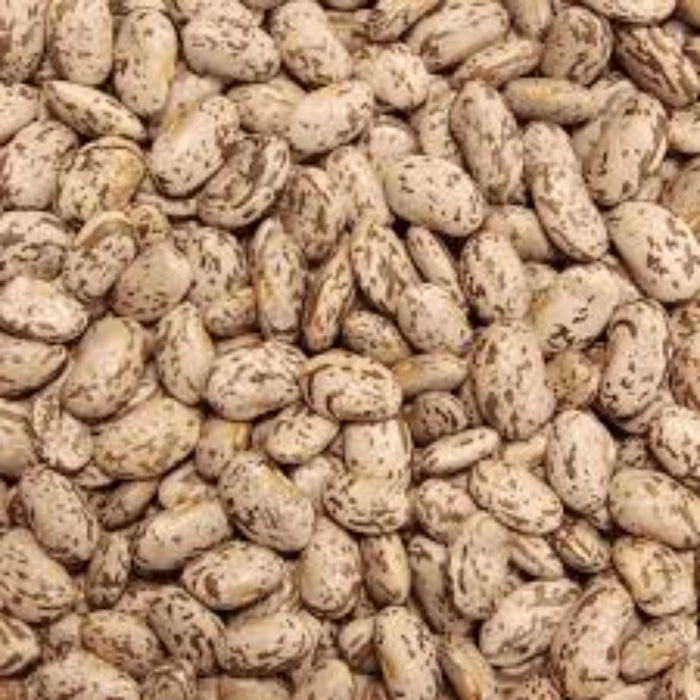 Pinto Bean Seeds