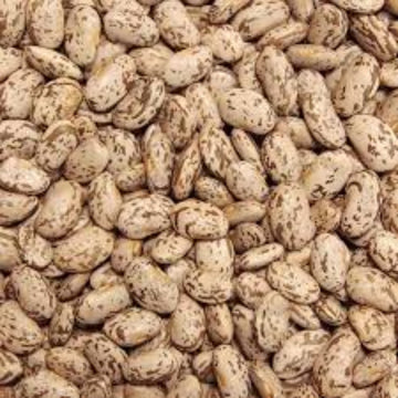 Pinto Bean Seeds