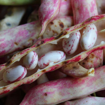 Pinto Bean Seeds 