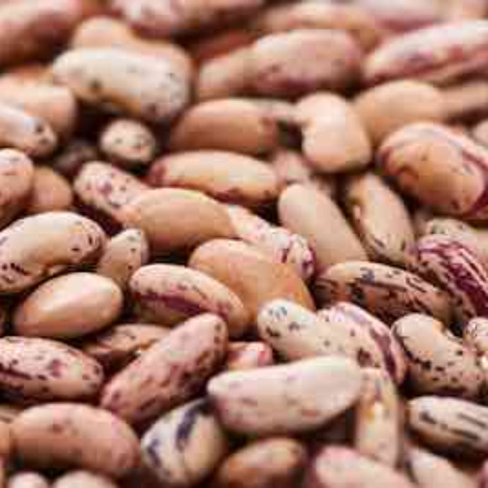Pinto Bean Seeds 