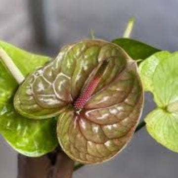 Pista Green anthurium Seeds