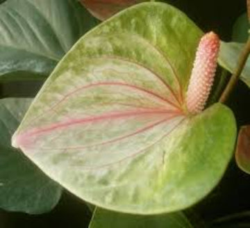 Pista Green anthurium Seeds