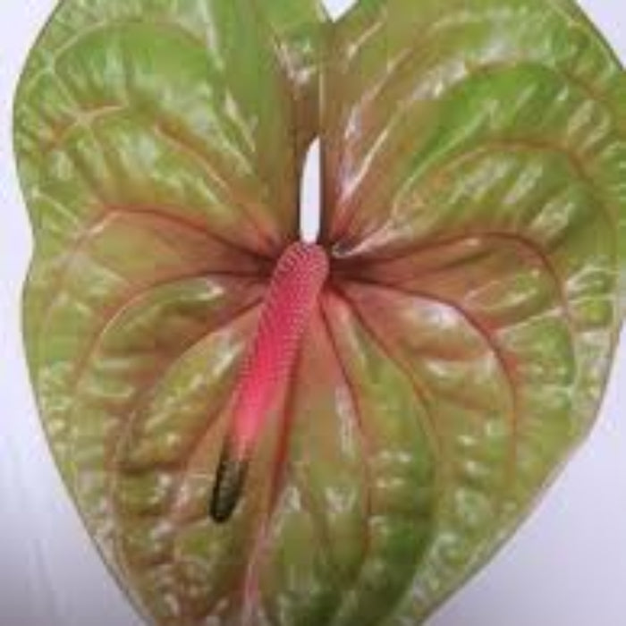 Pista Green anthurium Seeds