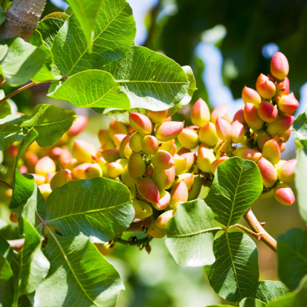 Pistache Seeds