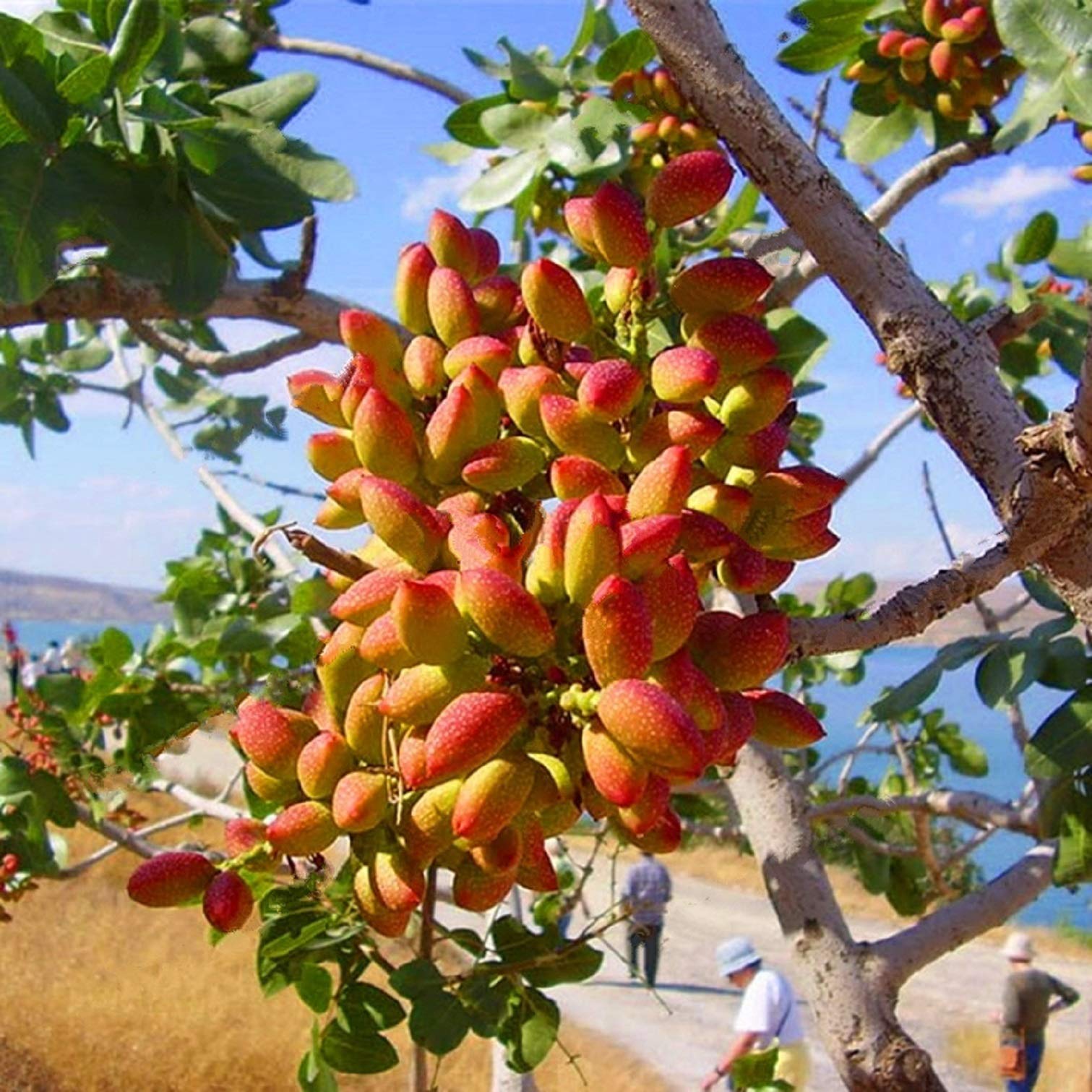 Pistache Seeds