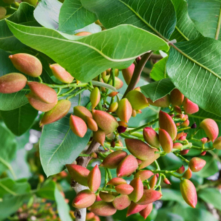 Pistache Seeds