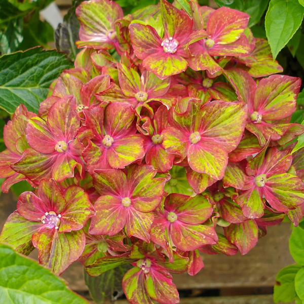 Pistachio Hydrangea Seeds 