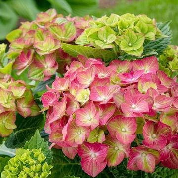 Pistachio Hydrangea Seeds 